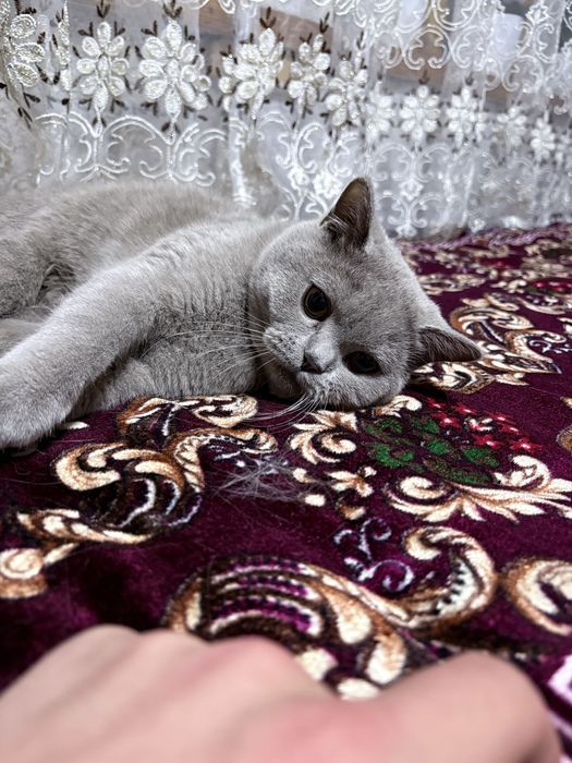 Mushuk zotdor gollandsky erkak mushuk