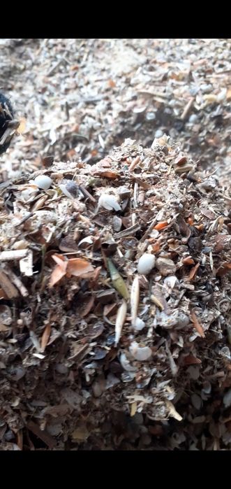 Отходы Полова россыпью доста