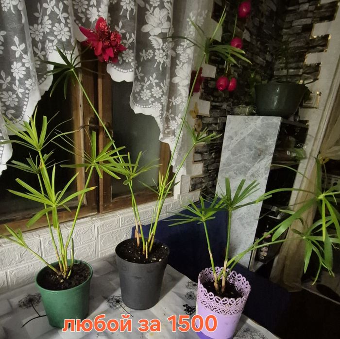 Циперус (Папирус) от 1500