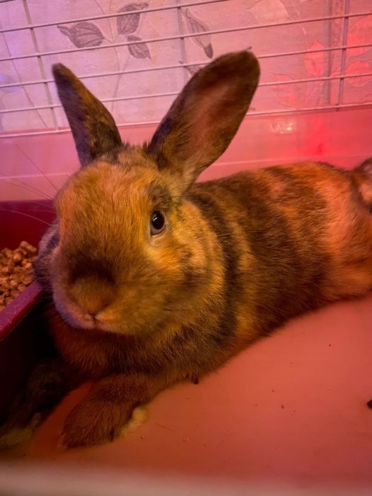 Продам кролика, вместе с клеткой