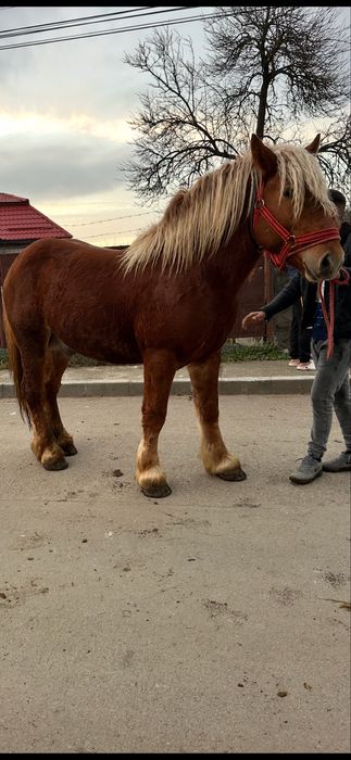 De vanzare manz de 2 ani invatat la utilaje si calarie fff bland