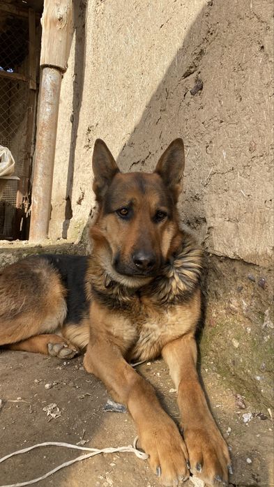 Вязка немецкая овцарка