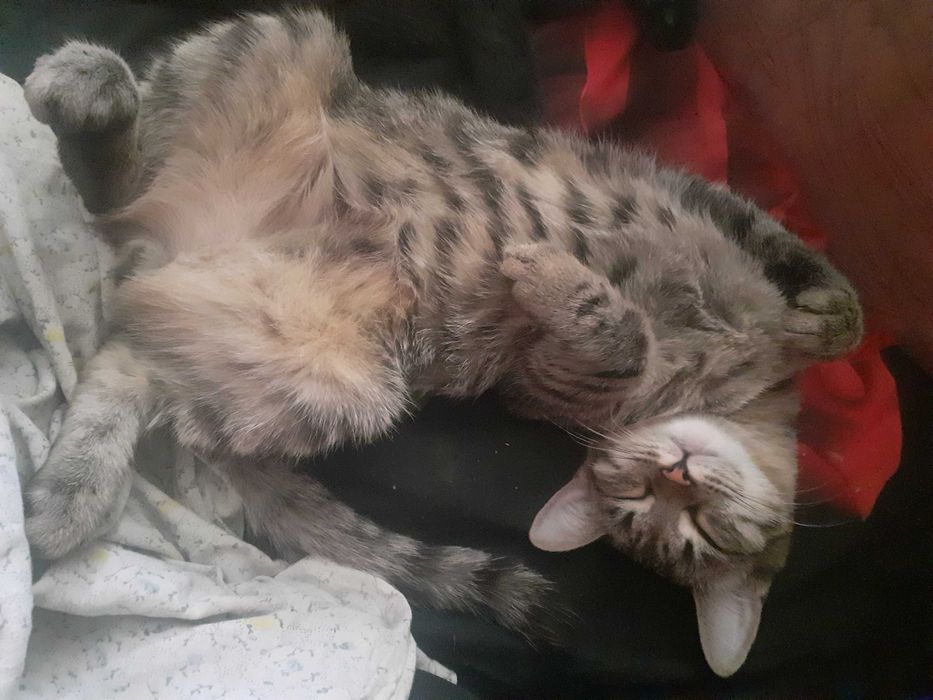 Котёнок мальчик, подарю