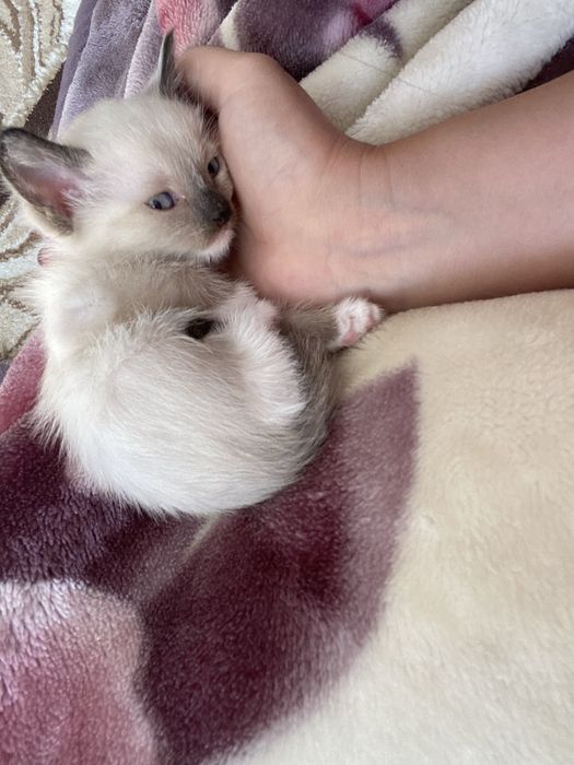 Продам Сиямских котят