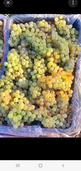 Vând struguri de vin