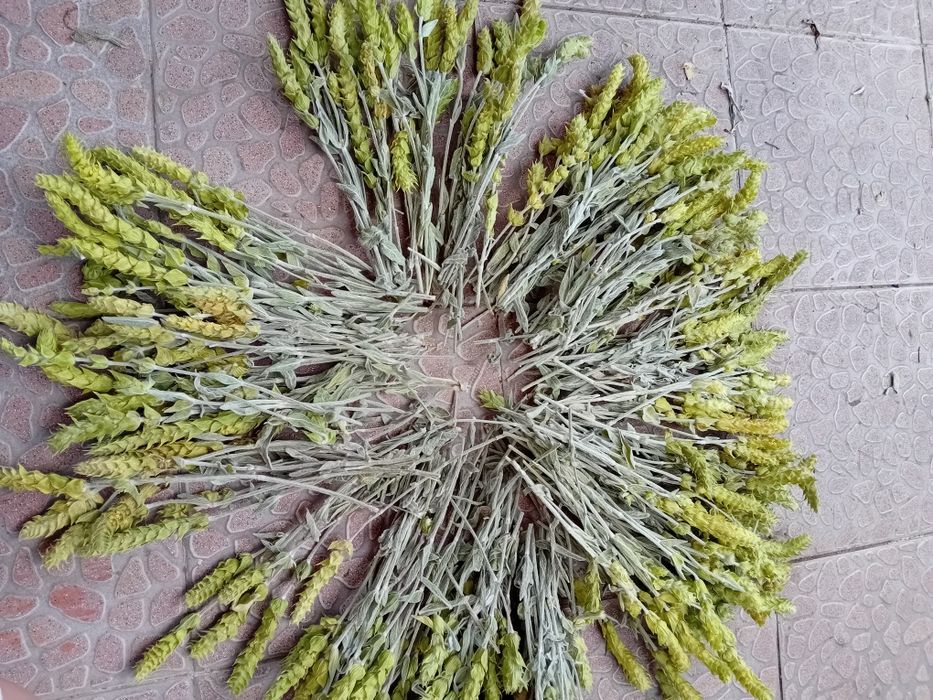 Био  мурсалски чай от  производител