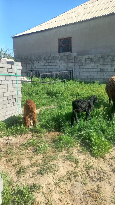 Қозылар сатылады