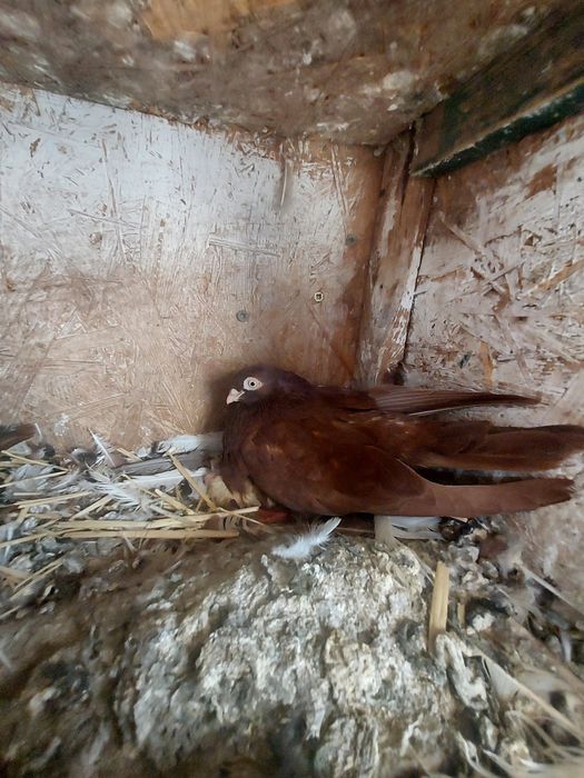 Porumbei Jucatori de Galati