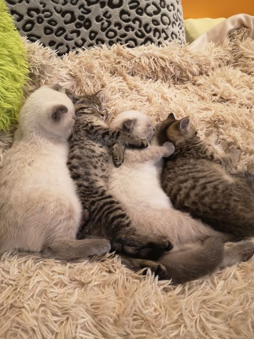 Шотландски и британски котенца