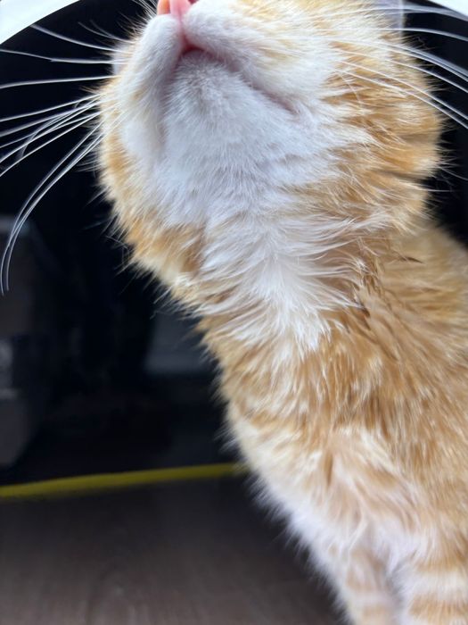 Отдам котенка в добрые руки