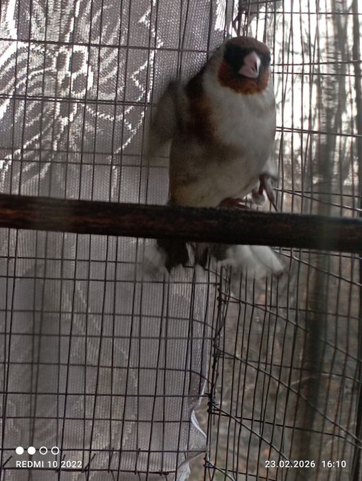 Кокил савала бор