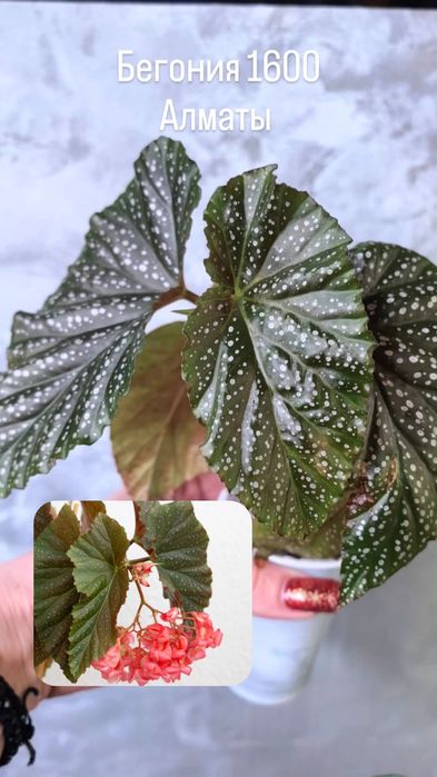 Комнатные растения