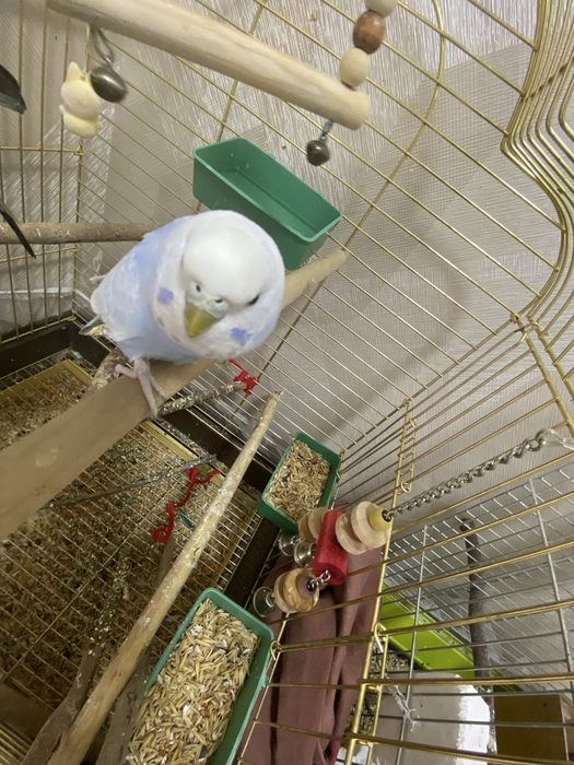 Продам двух волнистых попугаев.