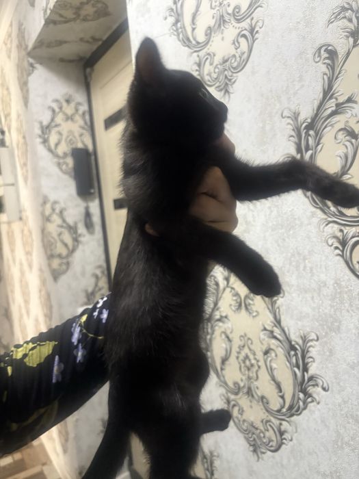 Отдам срочно котенка