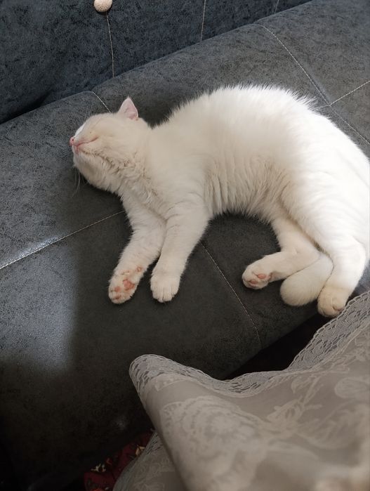 Продаётся пародистый котёнок (Шотландец)