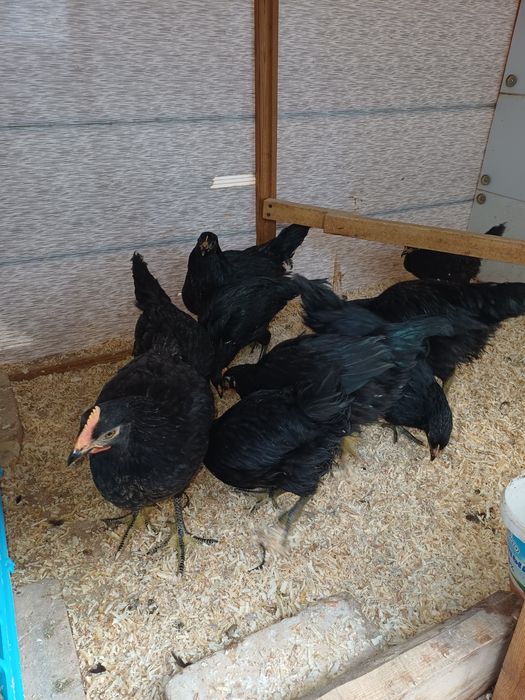 Кора шахзода жужалари.