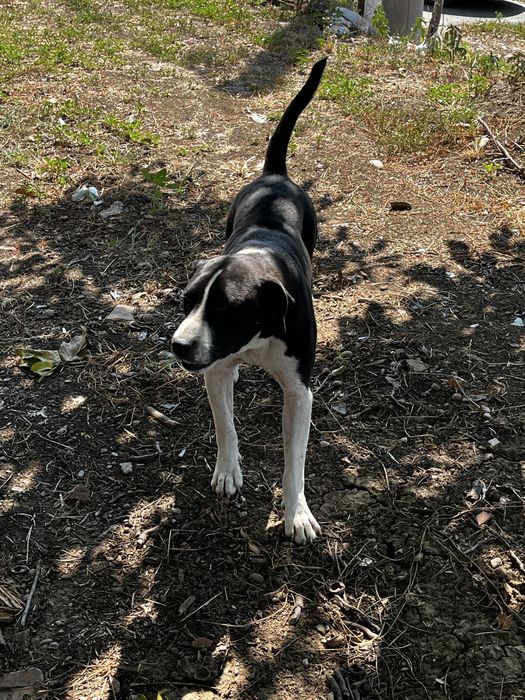 Donez caine Amstaff