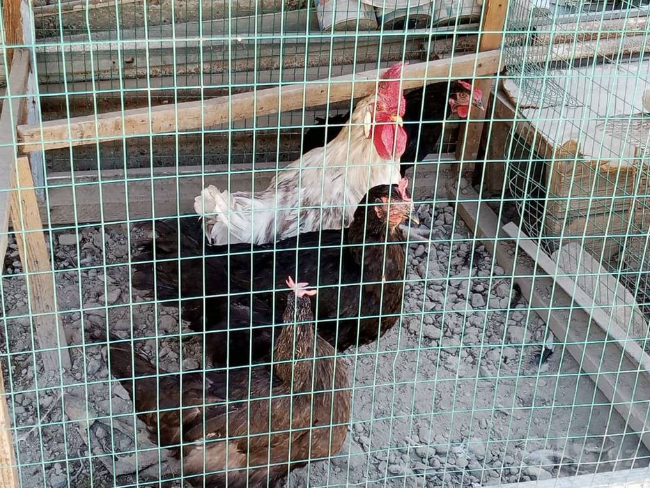Xoroz va tovuqchalar sotiladi