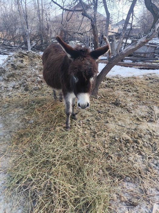 Есек сатылады 45000тг саудасы бар