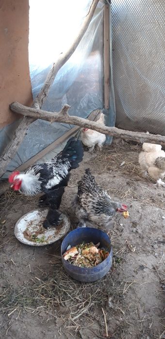 Brama Tovuqlar Soltiladi Soglom tugishni boshlagan