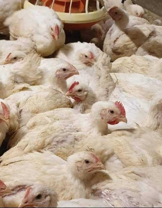 Pui de rasă mixtă și pui alb de carne