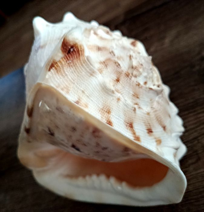 Морская раковина