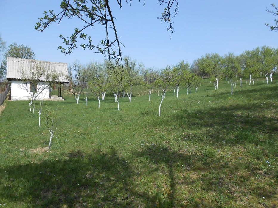 Livada 3000mp Turnu Rosu