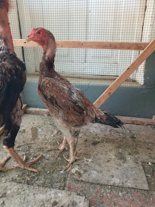 Dakan tovuq 1yow sotiladi bedana par