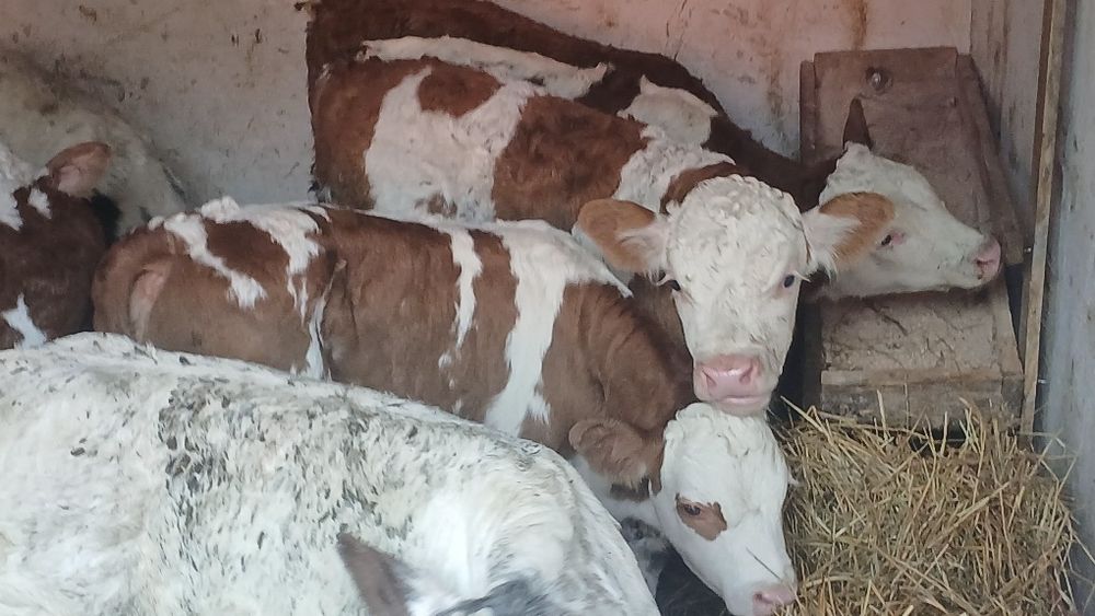 Vitei baltata românească si belgian