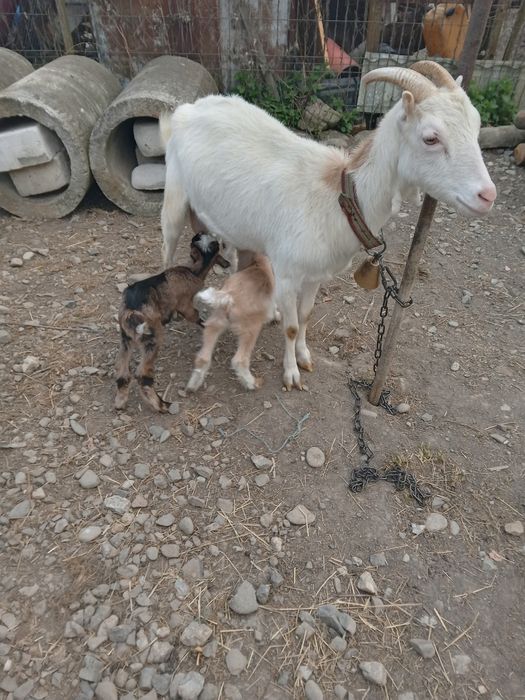 Vind urgent căpriță de rasă sanen