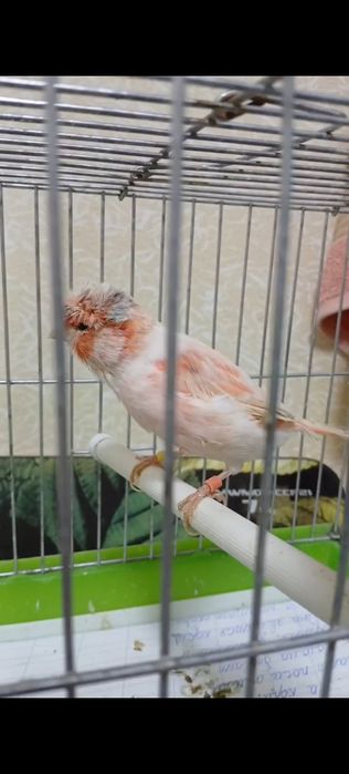 Мазайка нар 7 ойлик 450 минг