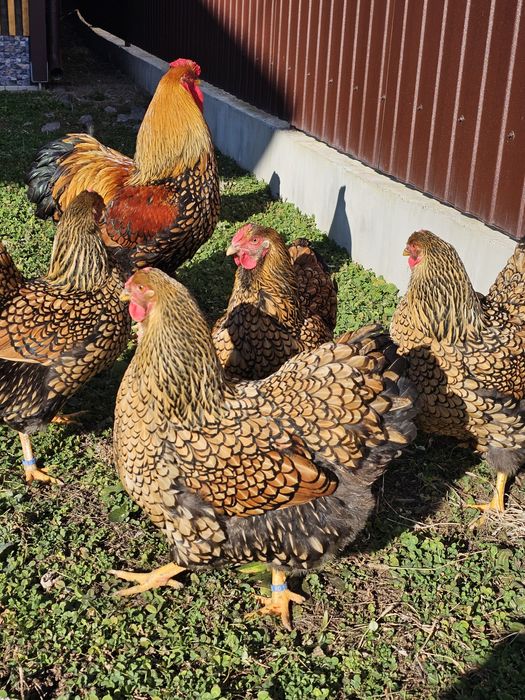 Wyandotte gsg,ouă incubat .