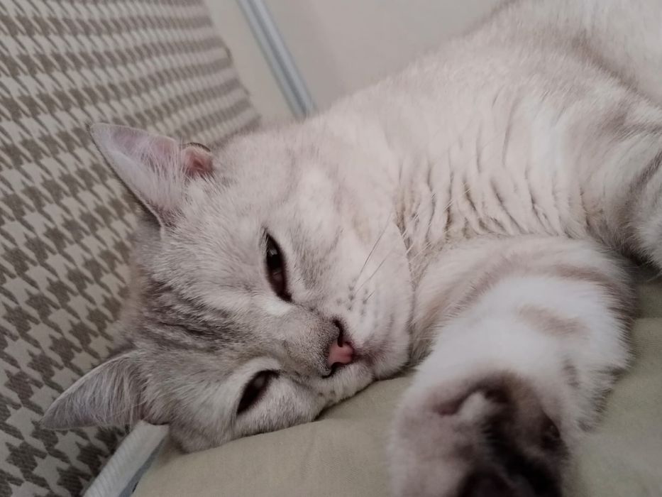 отдам кота шотландца