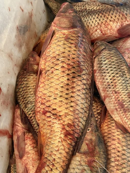 Сазан сатылады 1800 ден