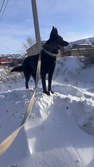 Продам щенка немецкой овчарки