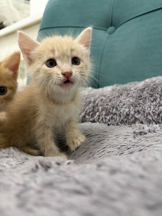 Котенок деврчка ищет дом