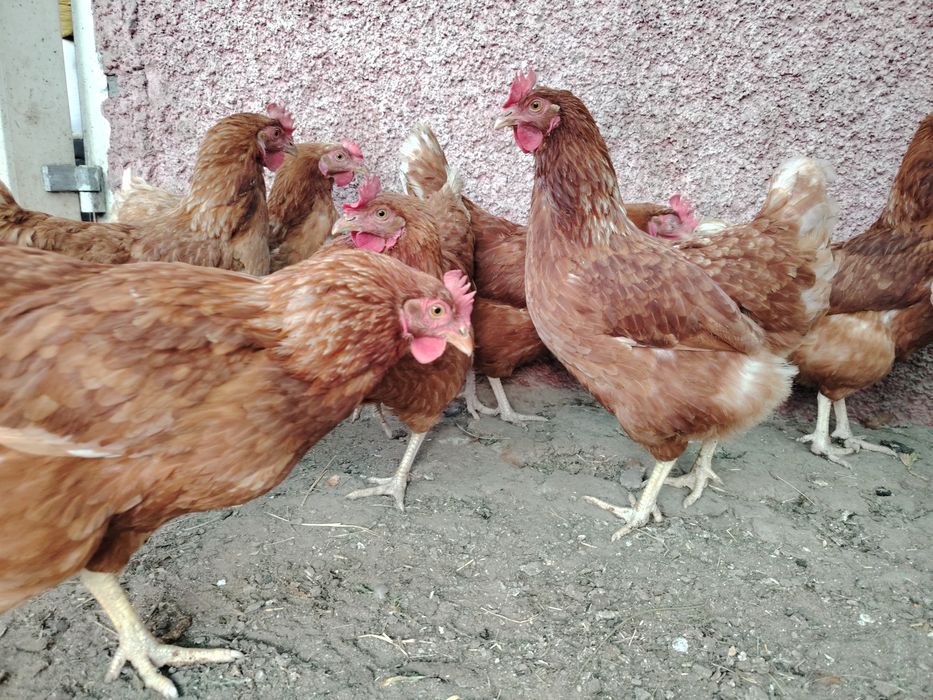продам курей ломан браун