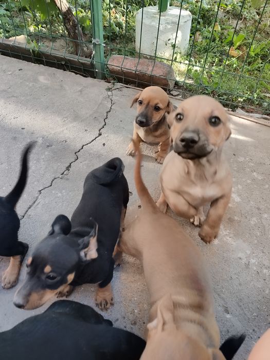 Donez căței de rasă tekeli