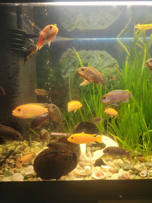 Декоративни рибки