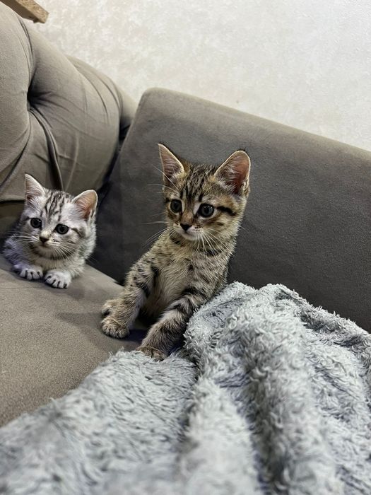 Британские котята мальчики и девочки