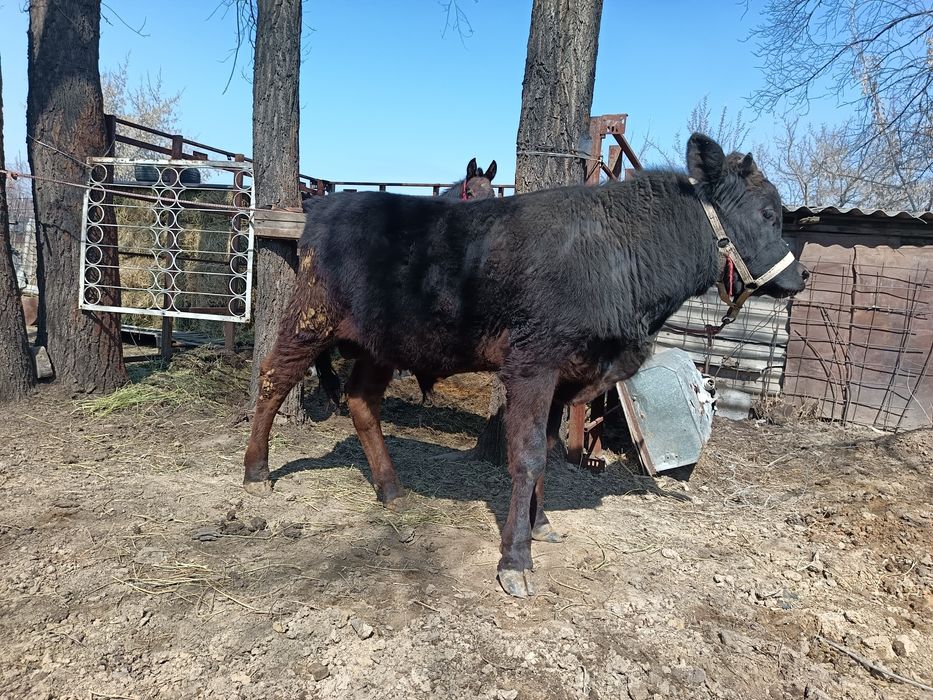 Продам быка хороший породы