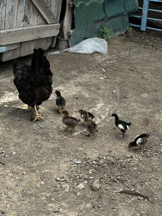 Продам цыплят брама