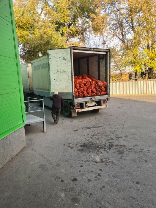 Картофель семенной