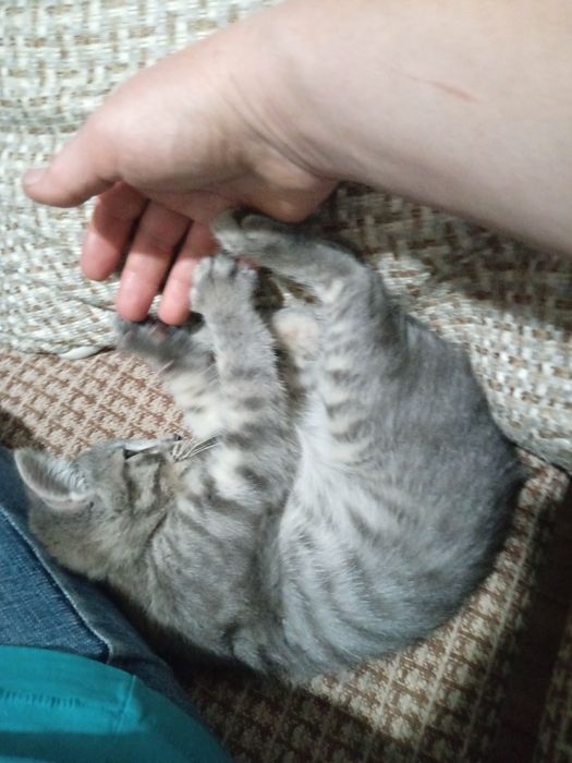 Отдам  котенка серого окраса