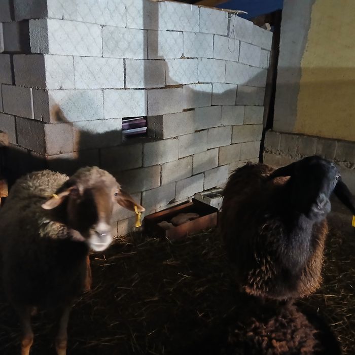 Қой сатам 170 мың