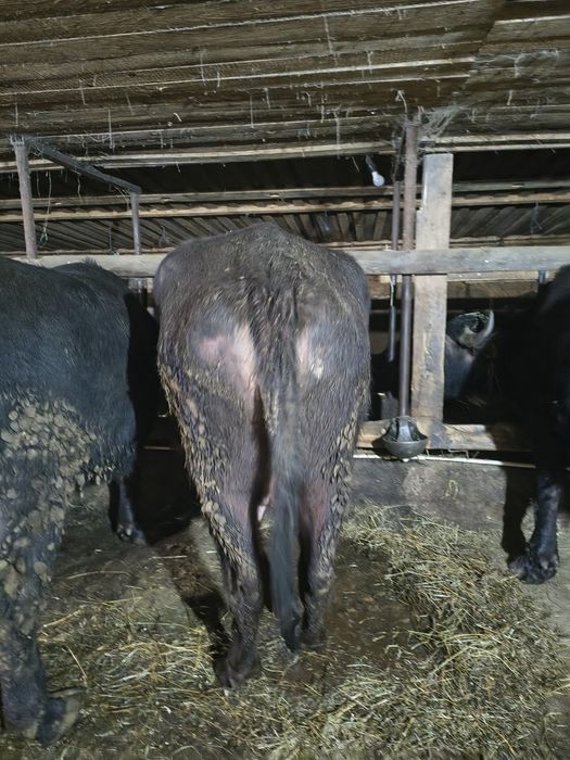 Vand bivolite de abator