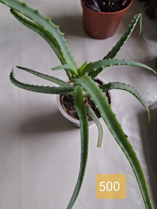 Продам комнатные растения