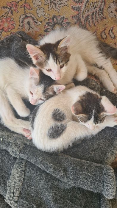 Котята в добрые руки