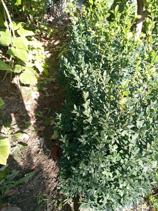 Самшит мелколистный, г. Тараз