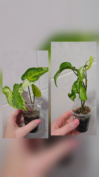 Сингониумы Syngonium